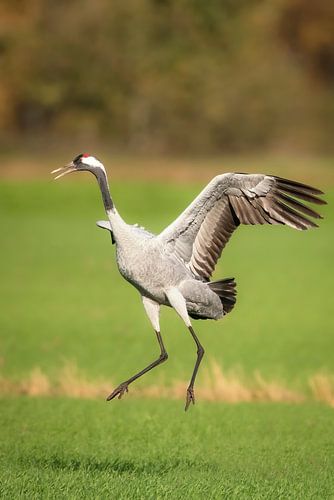 Kraanvogel dansend in een veld tijdens de herfsttrek