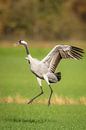 Kraanvogel dansend in een veld tijdens de herfsttrek van Sjoerd van der Wal Fotografie thumbnail