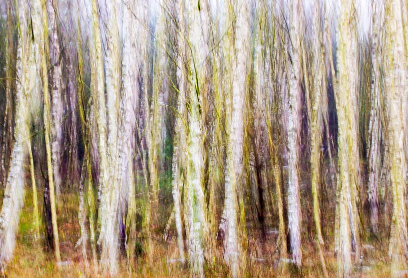 Birkenwald von Ron de Smit