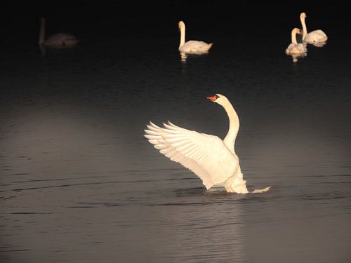 Zwaan in het eerste licht van de Biesbosch van Jan Jansen Natuurfotografie