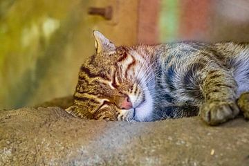 De Slapende Kat van Quintus Paul