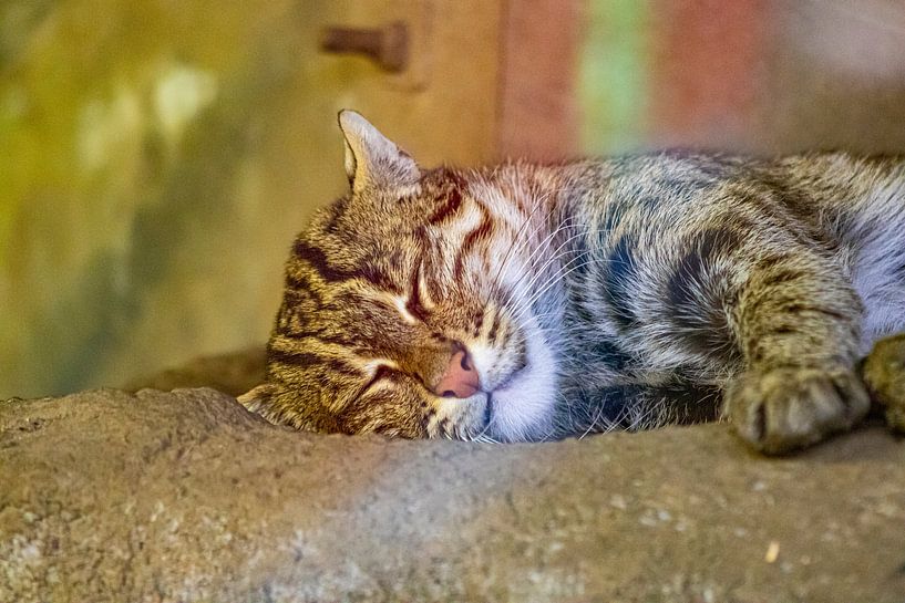 Chat endormi par Quintus Paul
