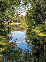 Ode aan de Oisterwijkse Bossen en Vennen
