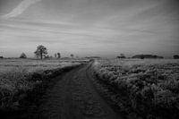 Vorst op de heide