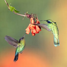 Kolibri Talamanca in Costa Rica von Rob Kempers