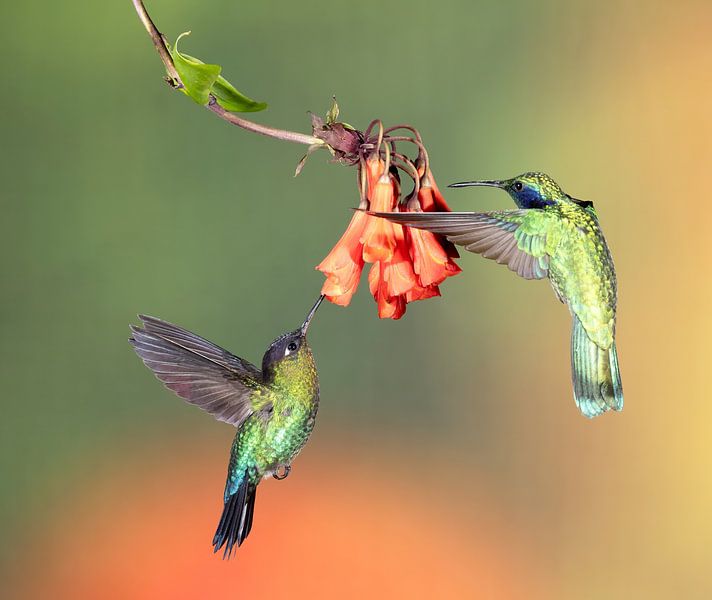 Hummingbird Talamanca in Costa Rica by Rob Kempers
