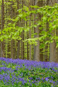 Vert et violet frais dans la forêt de Haller