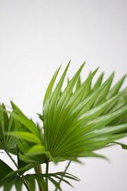 Palm (blad) by Jeantina Lensen