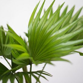 Palm (blad) van Jeantina Lensen-Jansen