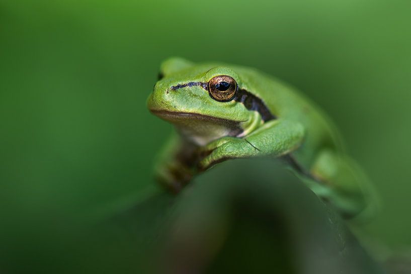Tree frog by Christien van der Veen Fotografie