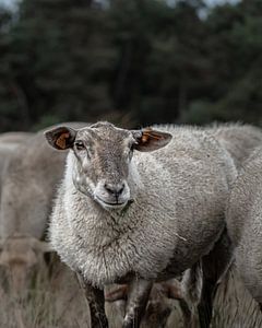 Moutons sur Liliane Jaspers