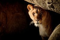 Lion in hiding
