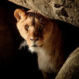 Lion in hiding by Geert Huberts