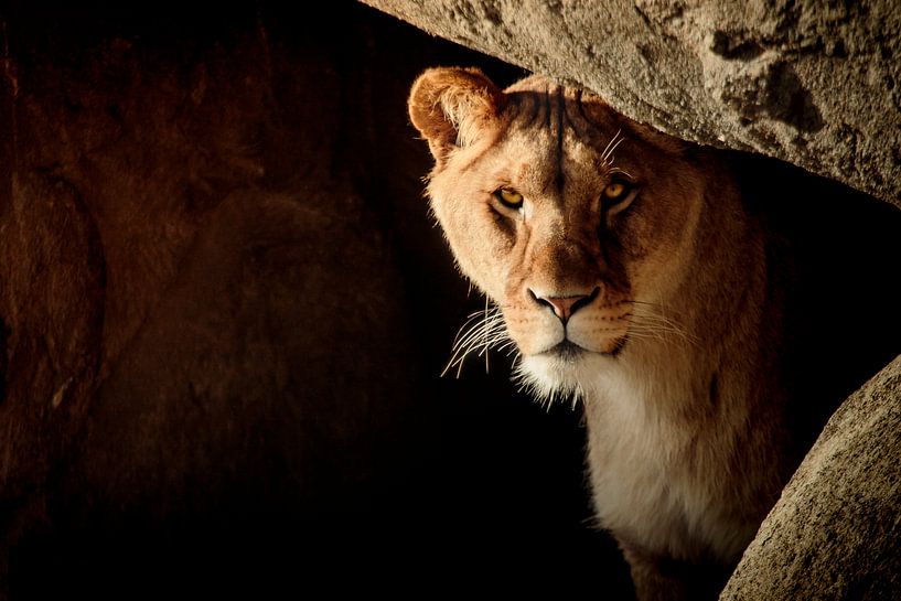 Lion in hiding by Geert Huberts