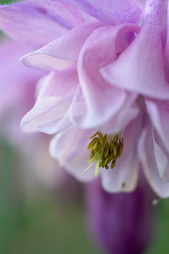 Volledig open akeleibloem - macro
