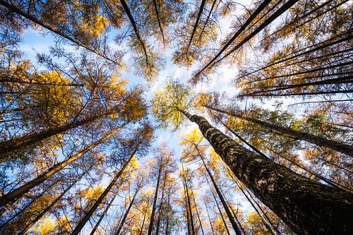 De blik omhoog in het herfstbos van Erwin Pilon
