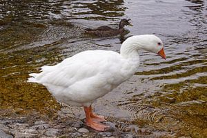 weiße Wildgans am Wasser