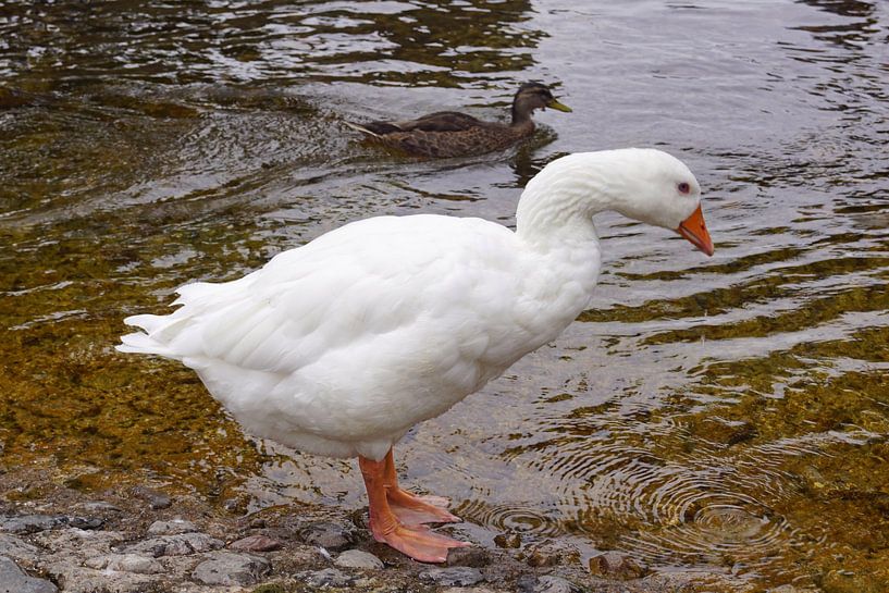 weiße Wildgans am Wasser von Babetts Bildergalerie