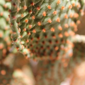 Cactus plant Monaco met oranje accenten van Laura van Hulten