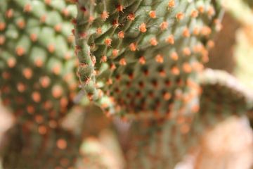 Cactus plant Monaco met oranje accenten