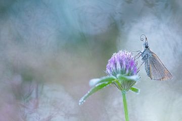 Schmetterling auf Rotklee. von Francis Dost