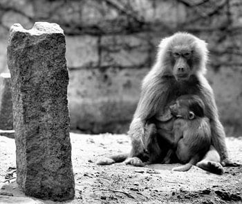 Baviaan met kleintje