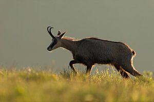 Gaemse ( Rupicapra rupicapra ) auf einer Bergwiese im Morgenlicht