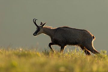 Chamois ( Rupicapra rupicapra ) walking along the edge of a mountain meadow