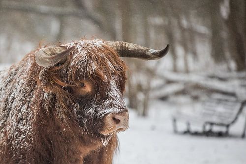schotse hooglander