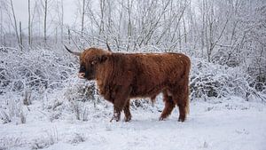 Schottischer Highlander-Bulle...