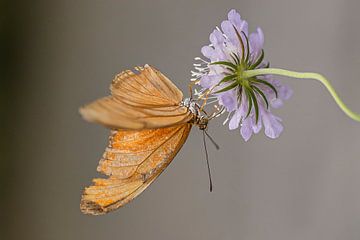 oranje passiebloemvlinder bij paarse bloem van Karin Riethoven