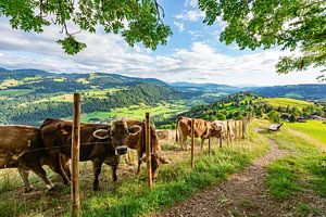 Doux troupeau de vaches au Kapf près d'Oberstaufen sur Leo Schindzielorz