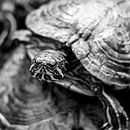 Schildkröte in Nahaufnahme von Nancy Bogaert Miniaturansicht