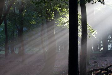 Die ersten Sonnenstrahlen im Wald (1)