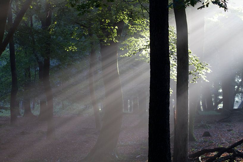 Les premiers rayons de soleil dans la forêt (1) par rene marcel originals