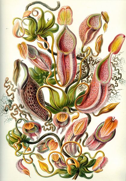 Nepentheceae, Ernst Haeckel von Meesterlijcke Meesters