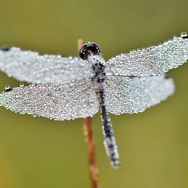 Libelle met dauwdruppels in herfst van Stefan Wiebing Photography