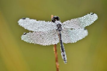 Libelle met dauwdruppels in herfst