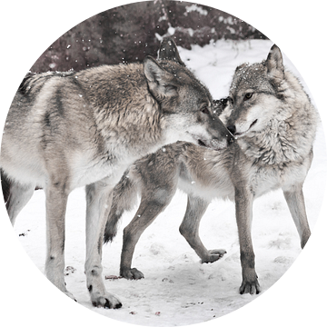 Een gelukkig gehuwd paar wolven te krijgen van de van Michael Semenov