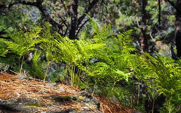 Young ferns in an arid pine forest by Joost Doude van Troostwijk