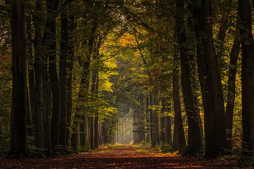 Kathedraal der Natuur