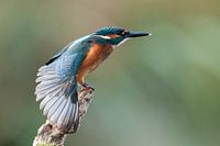 kingfisher