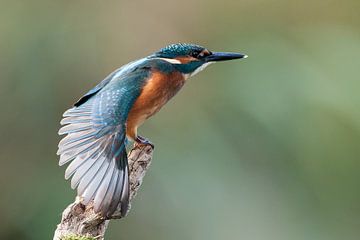 kingfisher by Nico Leemkuil