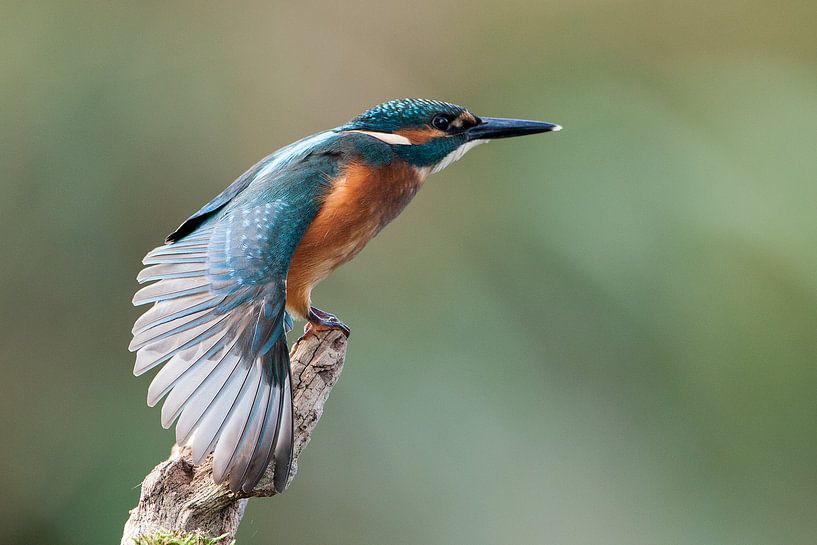 martin-pêcheur par Nico Leemkuil