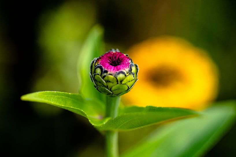 bloemknop van Sandra Estupinan