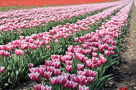 blühende Tulpen im Frühjahr von Heiko Kueverling