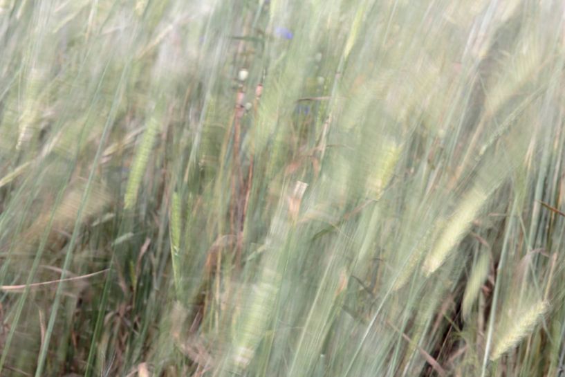 koren in de wind von Ronald Wilfred Jansen