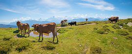 Almkühe am Niederhorn, Berner Oberland von SusaZoom