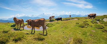 kudde runderen op alpenweide Niederhorn berg, idyllisch zwitserland van SusaZoom