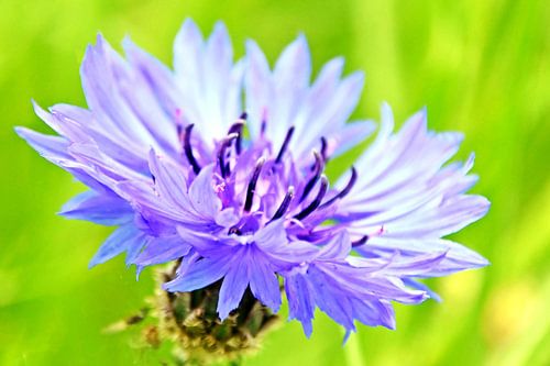 a blue cornflower